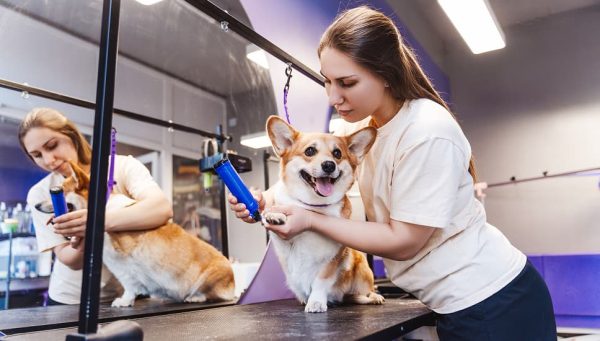 Essential Tips for a Healthy Pet Life Throughout the Year